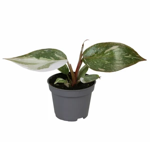 Philodendron 'Red Anderson' 6cm