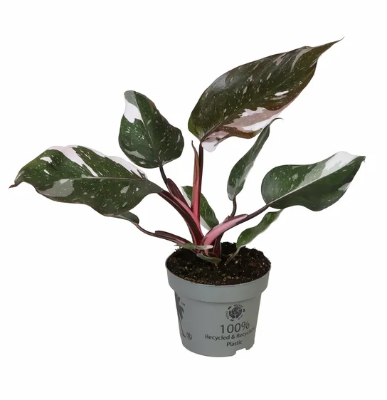 Philodendron 'Red Anderson' 12cm