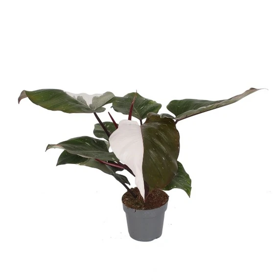 Philodendron 'Red Anderson' 19cm