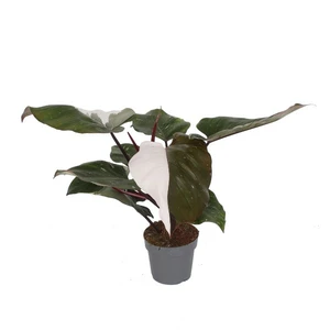 Philodendron 'Red Anderson' 19cm