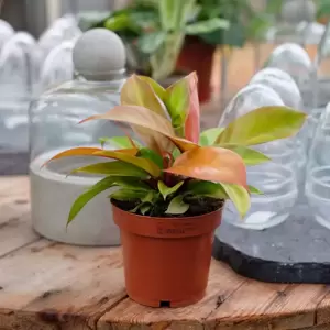 Philodendron 'Red Sun' 11cm