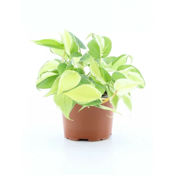 Philodendron scandens 'Rio'