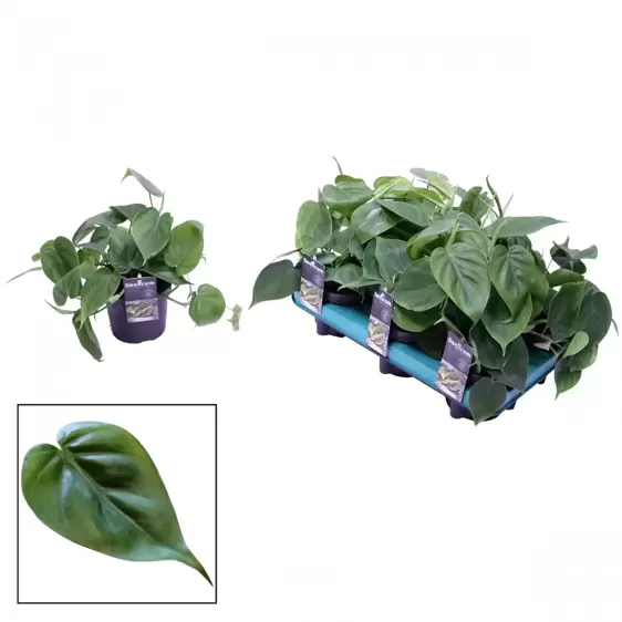 Philodendron scandens 12cm - image 2