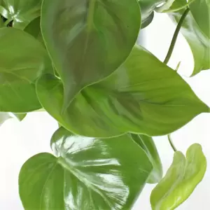 Philodendron scandens 6cm - image 1