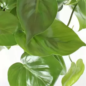 Philodendron scandens 6cm - image 2