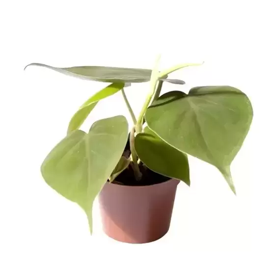 Philodendron scandens 6cm - image 2