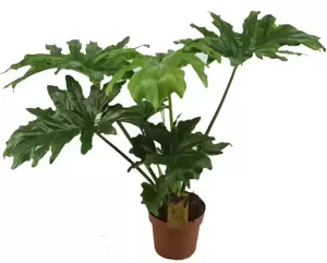 Philodendron selloum elefantia