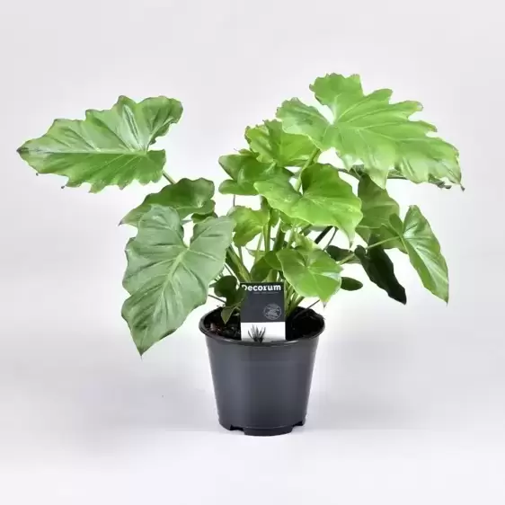 Philodendron 'Shangri La' 14cm - image 2