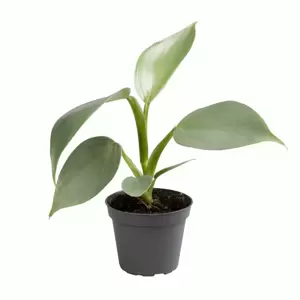 Philodendron 'Silver Dust'