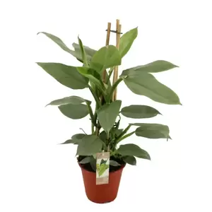 Philodendron hastatum 'Silver Queen' 19cm - image 2