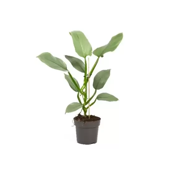 Philodendron hastatum 'Silver Queen' 12cm - image 2