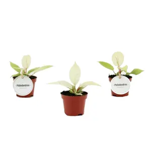 Philodendron 'Snowdrift' 6cm