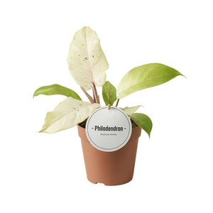 Philodendron 'Snowdrift' 12cm