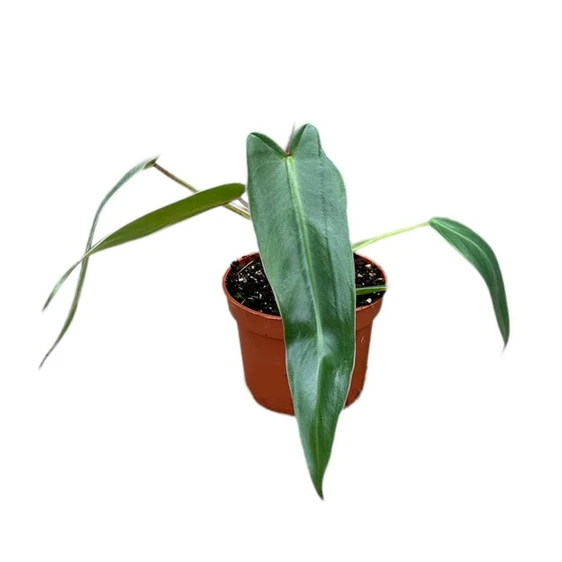 Philodendron spiritus-sancti