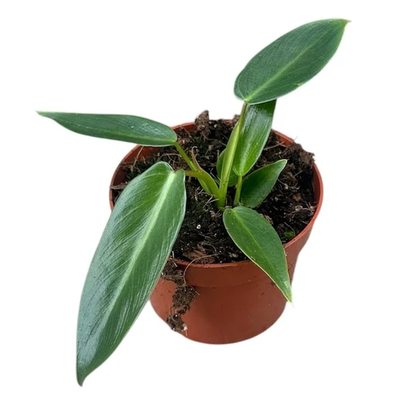Philodendron spiritus-sancti - image 1