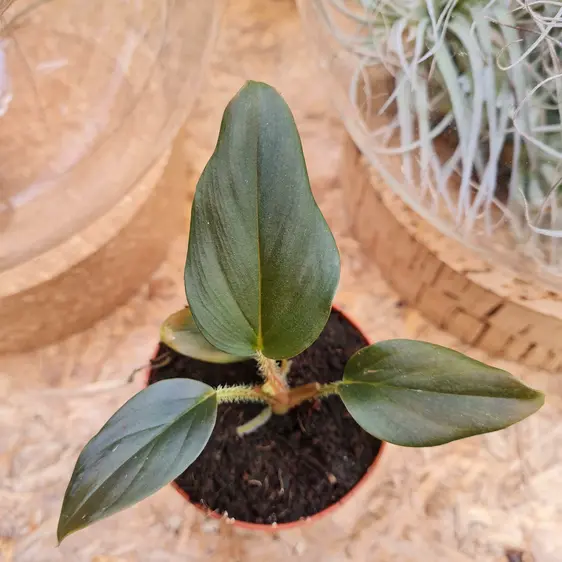 Philodendron squamicaule 'Red' 6cm