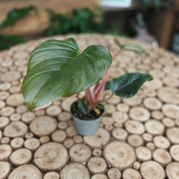Philodendron squamiferum x serpens - image 1