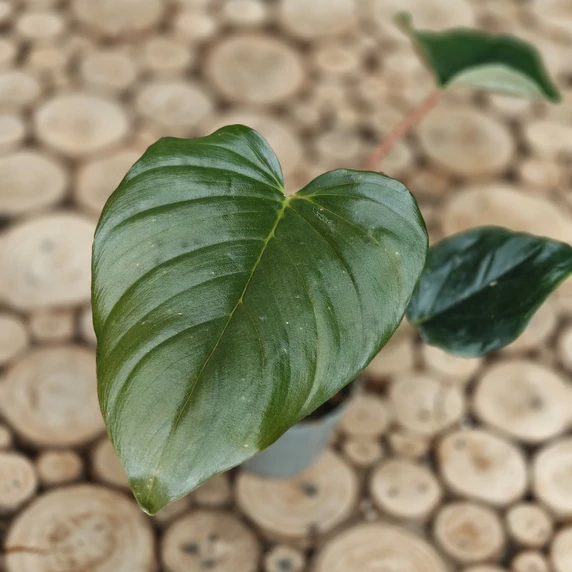 Philodendron squamiferum x serpens - image 2