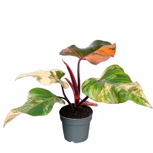 Philodendron 'Strawberry Shake'