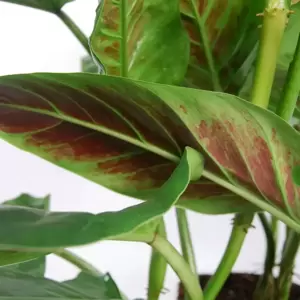 Philodendron subhastatum - image 3