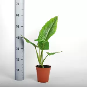 Philodendron subhastatum - image 3