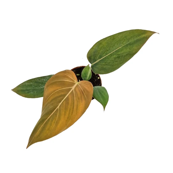 Philodendron 'Summer Glory'