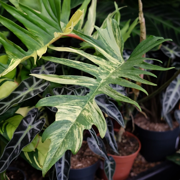 Philodendron tortum x 'Florida Beauty' - image 1
