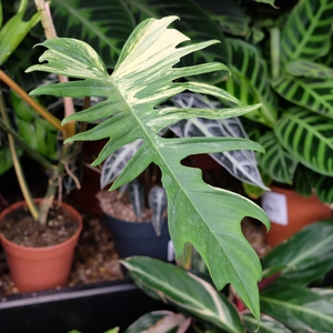 Philodendron tortum x 'Florida Beauty' - image 2