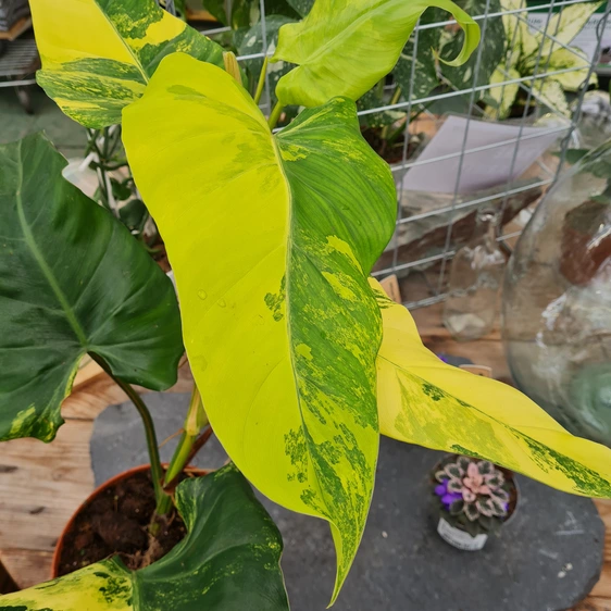 Philodendron domesticum 'Variegata' - image 2