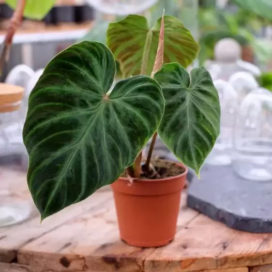Philodendron verrucosum 12cm - image 1