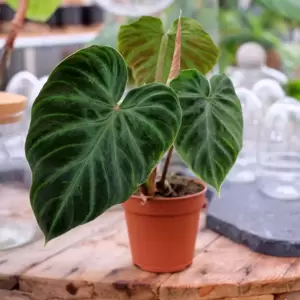 Philodendron verrucosum 12cm - image 1