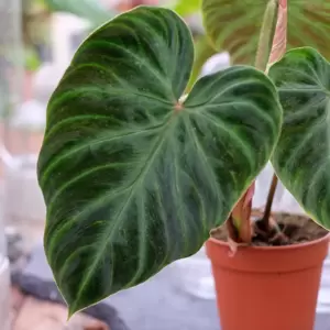 Philodendron verrucosum 12cm - image 2