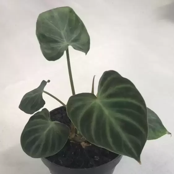 Philodendron verrucosum 14cm - image 3