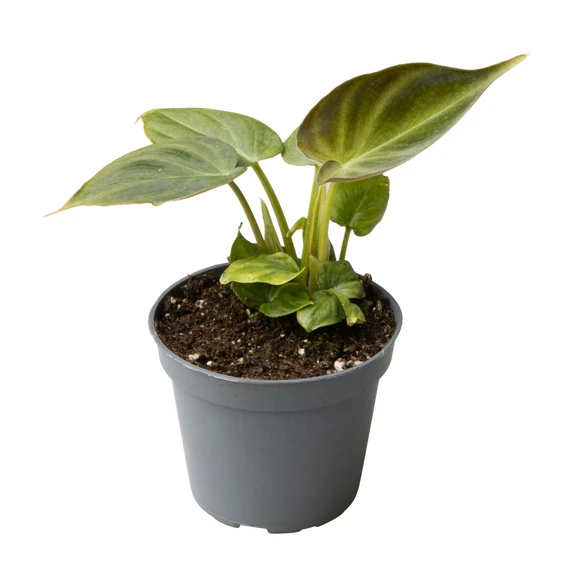 Philodendron verrucosum 6cm - image 2