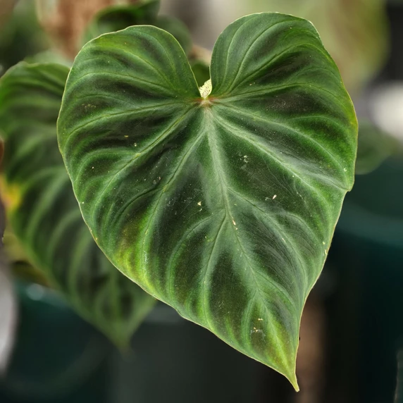 Philodendron verrucosum with Moss Pole 16cm - image 1