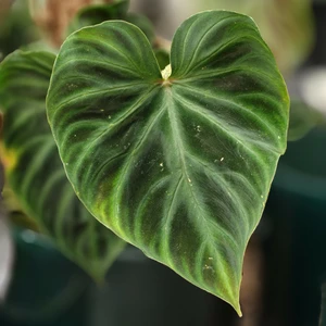 Philodendron verrucosum with Moss Pole 16cm - image 1