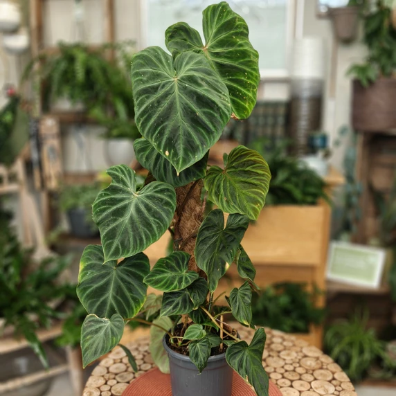 Philodendron verrucosum with Moss Pole 16cm - image 2