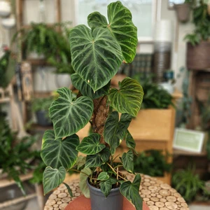 Philodendron verrucosum with Moss Pole 16cm - image 2