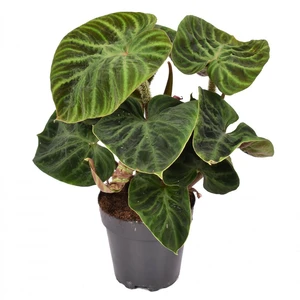 Philodendron verrucosum 'Incensi' - image 2