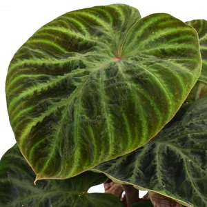 Philodendron verrucosum 'Incensi' - image 2