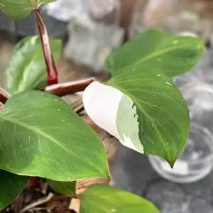 Philodendron 'White Knight' 11cm