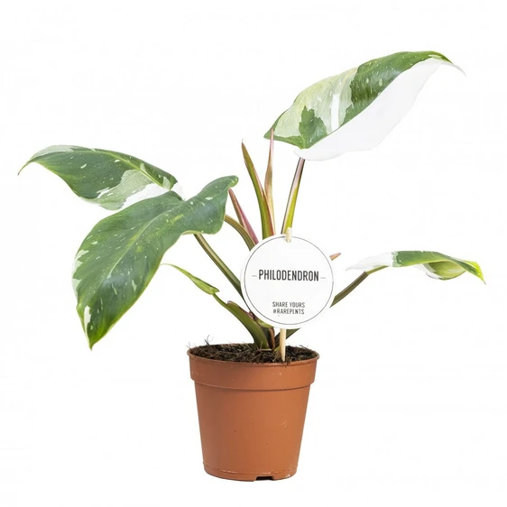 Philodendron 'White Princess' 12cm - image 2