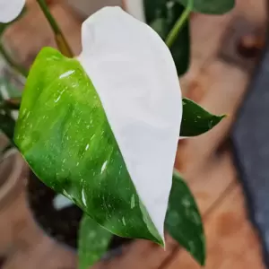 Philodendron 'White Princess' 12cm