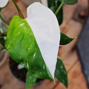 Philodendron 'White Princess' 12cm - image 1