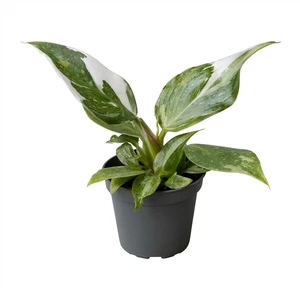 Philodendron 'White Princess' 6cm - image 1