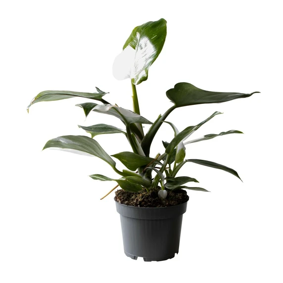Philodendron erubescens 'White Wizard'