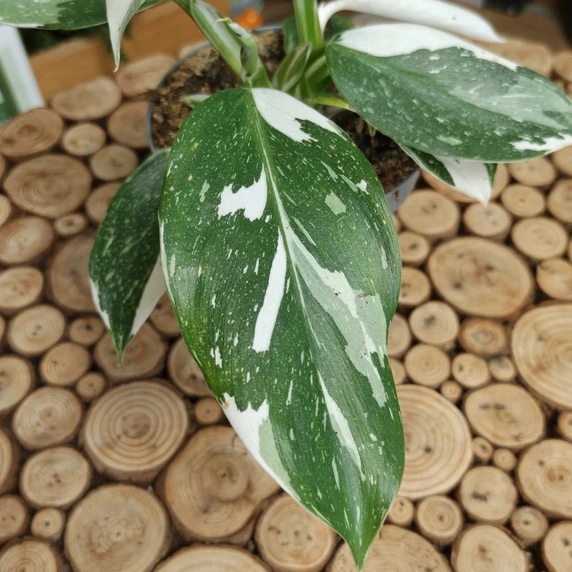 Philodendron erubescens 'White Wizard' - image 1