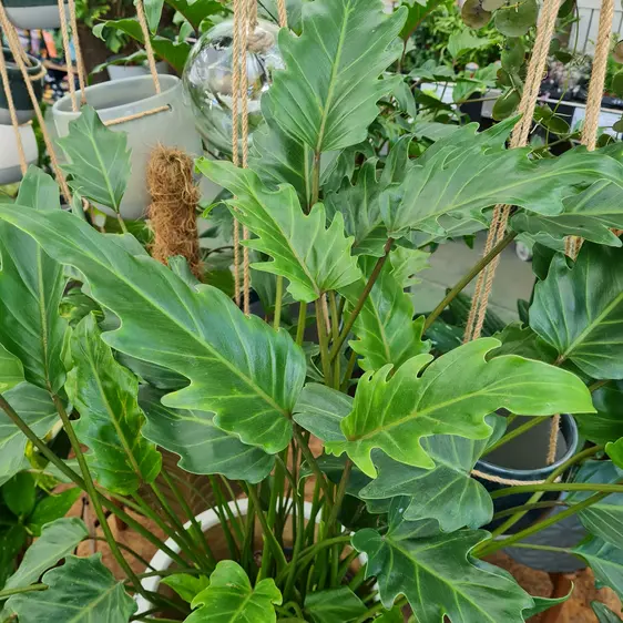 Philodendron 'Xanadu' 21cm