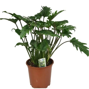 Philodendron 'Xanadu' 19cm - image 2