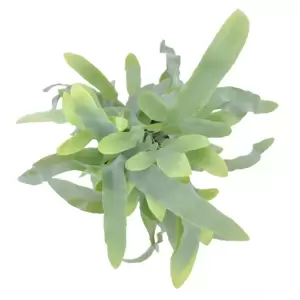 Phlebodium aureum 'Blue Star' 12cm